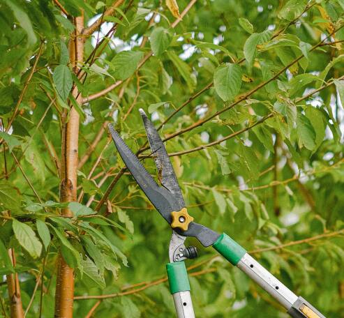 Branch trimmers